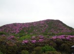 平治岳の斜面を彩るミヤマキリシマ